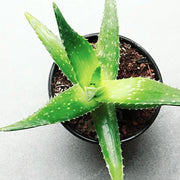 aloe 