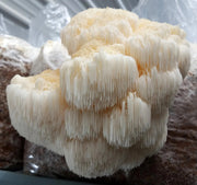 lions mane mushroom